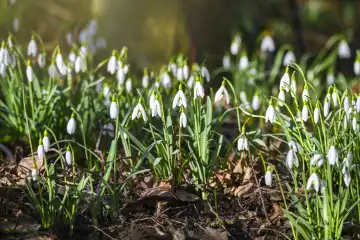 Harbingers of spring: Snowdrops (Galanthus) in Kirchwerder, Hamburg, Germany