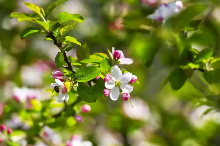 Blossom on the branch of an apple tree, Malus domestica