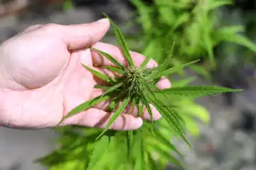 Hemp plant, cannabis