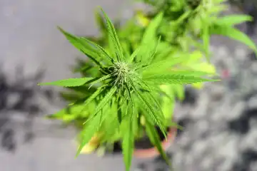 Hanfpflanze, Cannabis