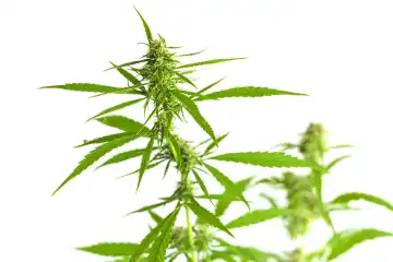 Hemp plant, cannabis