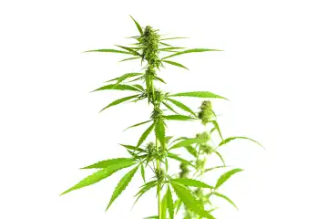Hanfpflanze, Cannabis