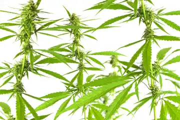 PHOTOMONTAGE, hemp plants, cannabis