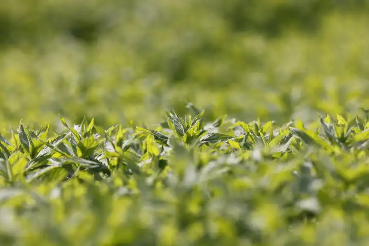 Field of mint