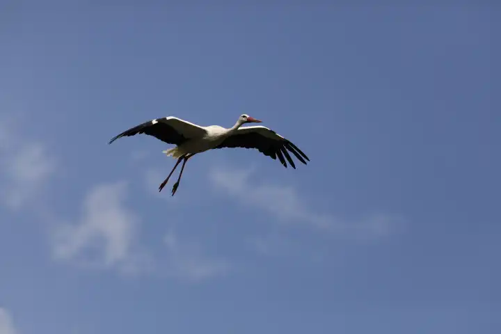 fliegender Storch