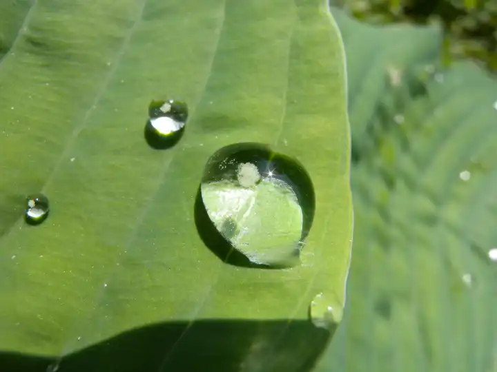 Blob on leaf
