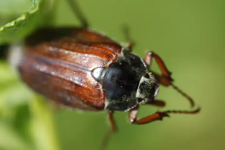 may beetle in the green