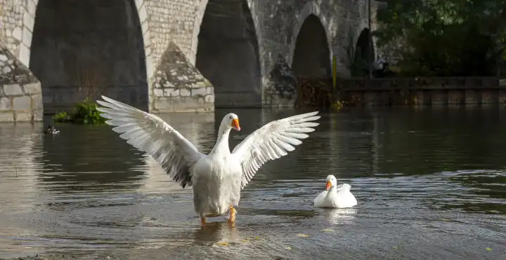 Swans on the river Lahn in Wetzlar, Hesse