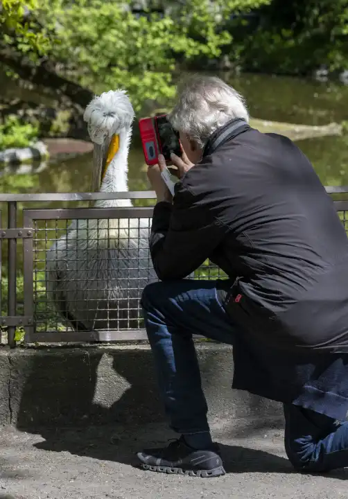 Senior takes photo of a pelican at the zoo, Berlin, Germany