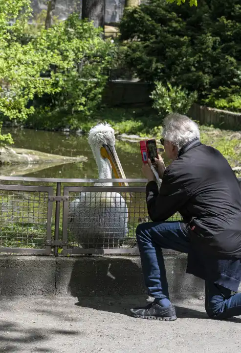 Senior fotografiert einen Pelikan im Zoo, Berlin, Deutschland