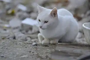 white cat sitting on rubble next to white bowl and piece of wood