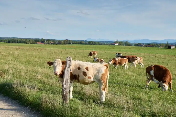 Young bulls at pasture