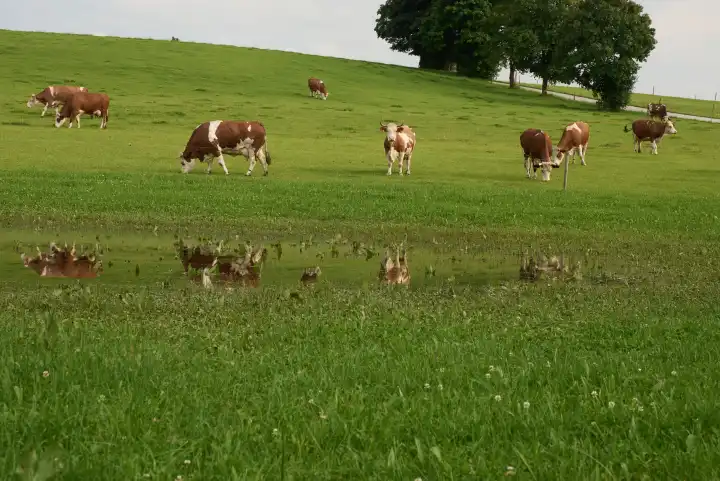 Cows on pasture on slope with reflection in puddle of water under cloudy sky and group of trees in background