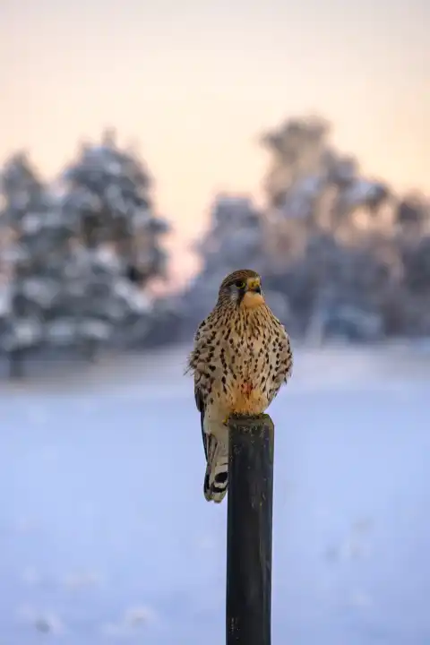 Auf Beute lauernder Turmfalke, Falco tinnunculus, auf einer Schneestange vor winterlich verschneiter Kulisse, Schwäbische Alb, Münsingen, Baden-Württemberg, Deutschland.