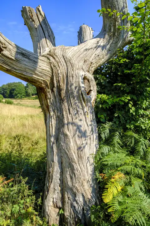 Alter, abgestorbener, sonnengebleichter, verwitterter, freistehender Baum am Rande von Ekkodalen im Waldgebiet von Almindingen auf der Insel Bornholm, Dänemark, Skandinavien, Europa.