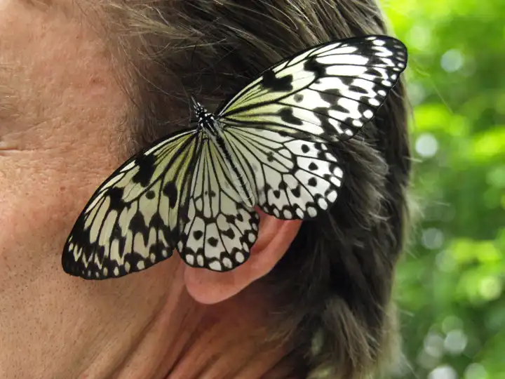 Schmetterling auf Ohr