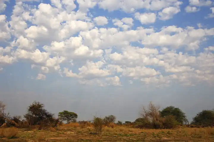 Afrikanische Savannenlandschaft unter Kumuluswolken, Ostafrika