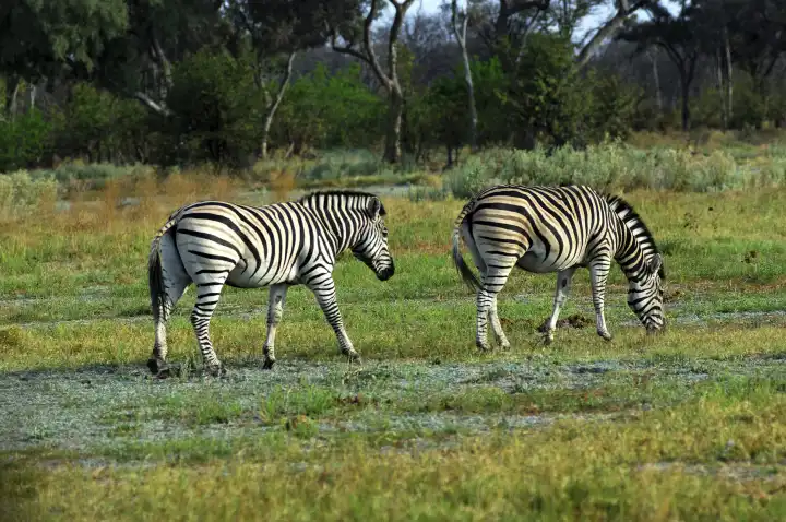 Zebras in the African savanna, Africa