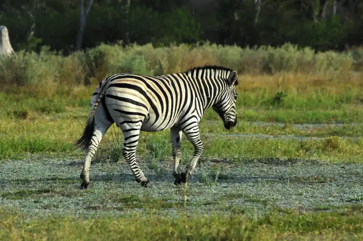 Zebra roaming in the African savannah, National park, Africa