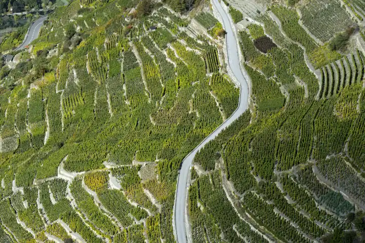 Small vineyard parcels at the highest vineyard of Switzerland, Bächij, Heath village Visperterminen, Valais, Switzerland