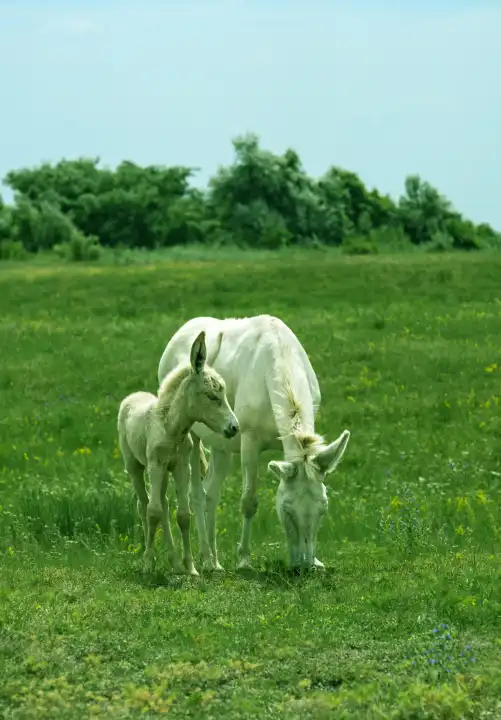 Stute mit Fohlen des Österreich-Ungarischen Weißen Barockesels (Equus asinus asinus),