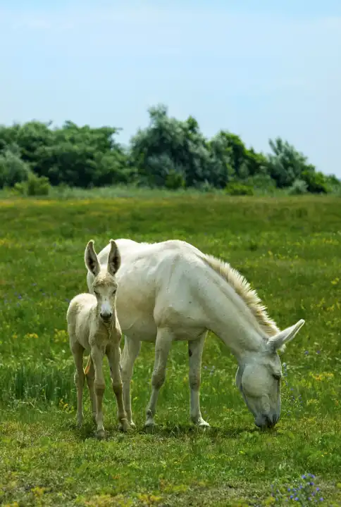 Stute mit Fohlen des Österreich-Ungarischen Weißen Barockesels (Equus asinus asinus), Ungarn