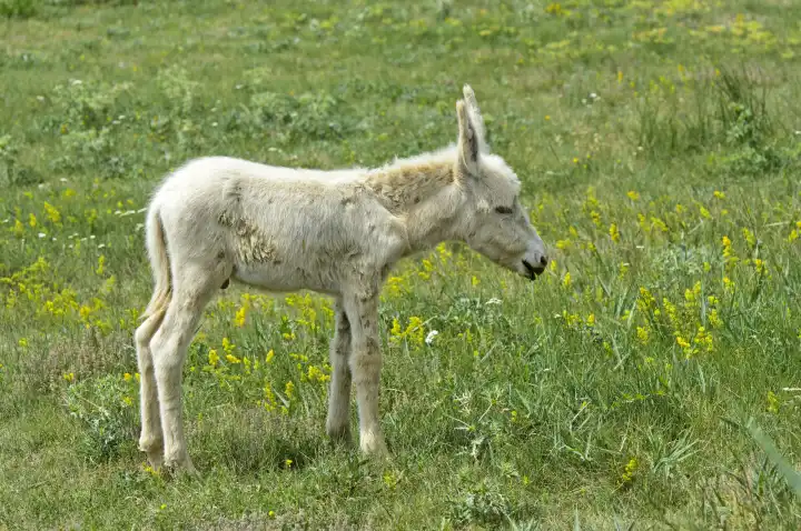 Nur wenige Tage altes Fohlen des Österreich-Ungarischen Weißen Barockesels (Equus asinus asinus) auf der Weide, Kulturlandschaft Fertő, Ungarn