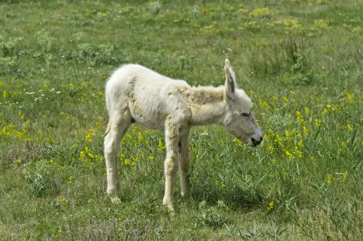 Neugeborenes Fohlen des Österreich-Ungarischen Weißen Barockesels (Equus asinus asinus), Ungarn