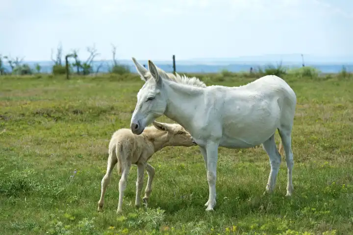 Eselfohlen mit Mutterstute auf der Weide, Österreich-Ungarischer Weißer Barockesel (Equus asinus asinus), Kulturlandschaft Fertő, Ungarn