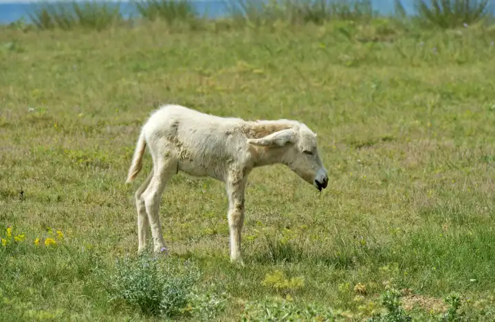 Newborn foal of the Austro-Hungarian White Baroque donkey (Equus asinus asinus), Hungary