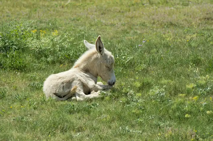 Nur wenige Tage altes Fohlen des Österreich-Ungarischen Weißen Barockesels (Equus asinus asinus) ruht im Gras, Kulturlandschaft Fertő, Ungarn