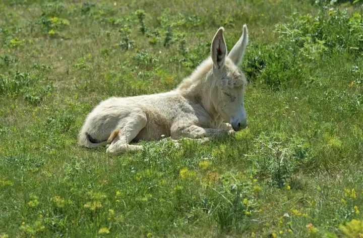 Only a few days old foal of the Austro-Hungarian White Baroque Donkey (Equus asinus asinus) resting in the grass, Fertő cultural landscape, Hungary.