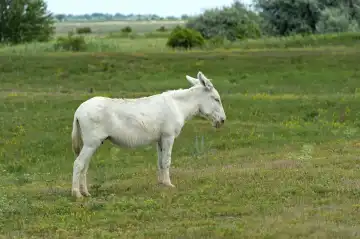 Austro-Hungarian White Baroque Donkey (Equus asinus asinus), Hungary