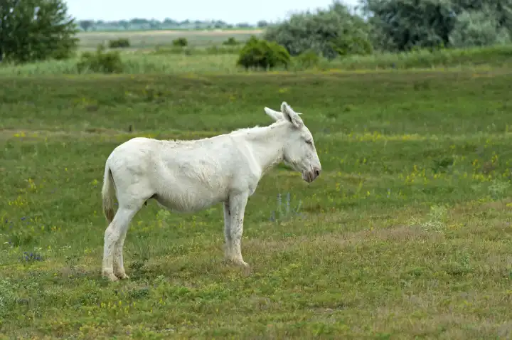 Austro-Hungarian White Baroque Donkey (Equus asinus asinus), Hungary