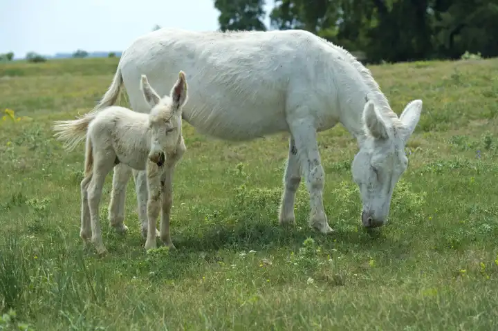 Stute mit Fohlen des Österreich-Ungarischen Weißen Barockesels (Equus asinus asinus), Kulturlandschaft Fertő, Ungarn