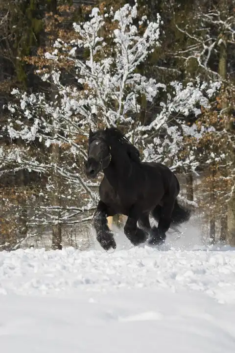 Pferd im Neuschnee