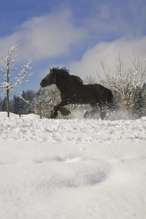 Pferd im Neuschnee