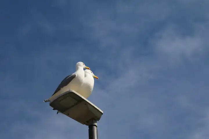 Two seagulls on a lantern