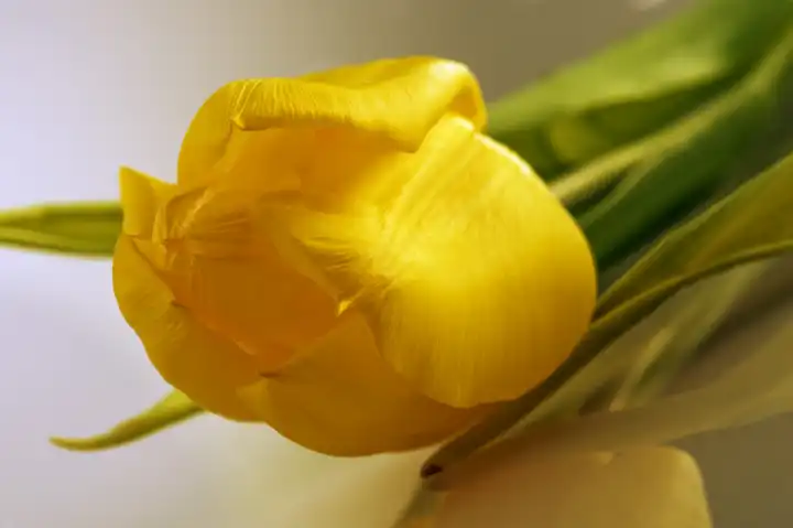 Gelbe Tulpe, Frühlingsgruß