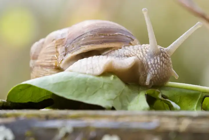 Grapevine Snail, Helix pomatia