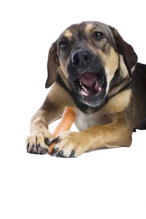 Dog eats Carrot