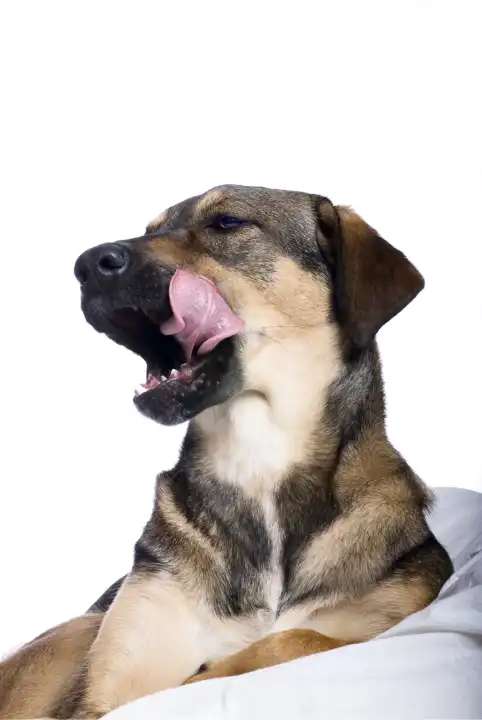 Dog Licking its Mouth