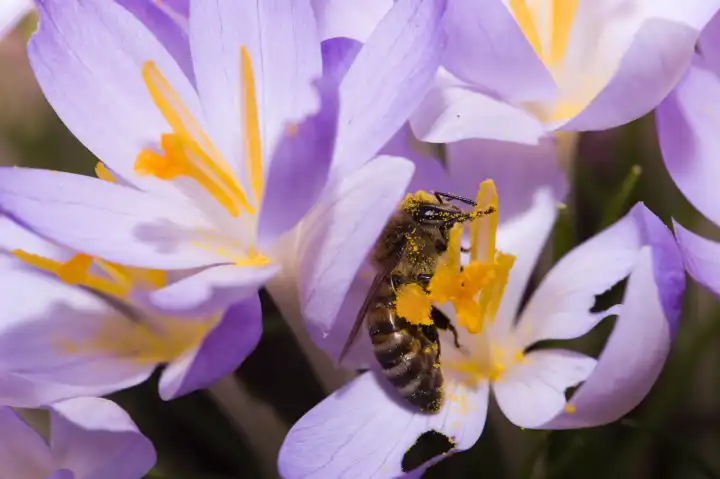 Honeybee in Crocus