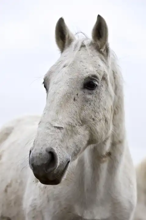 Lipizzaner Horse