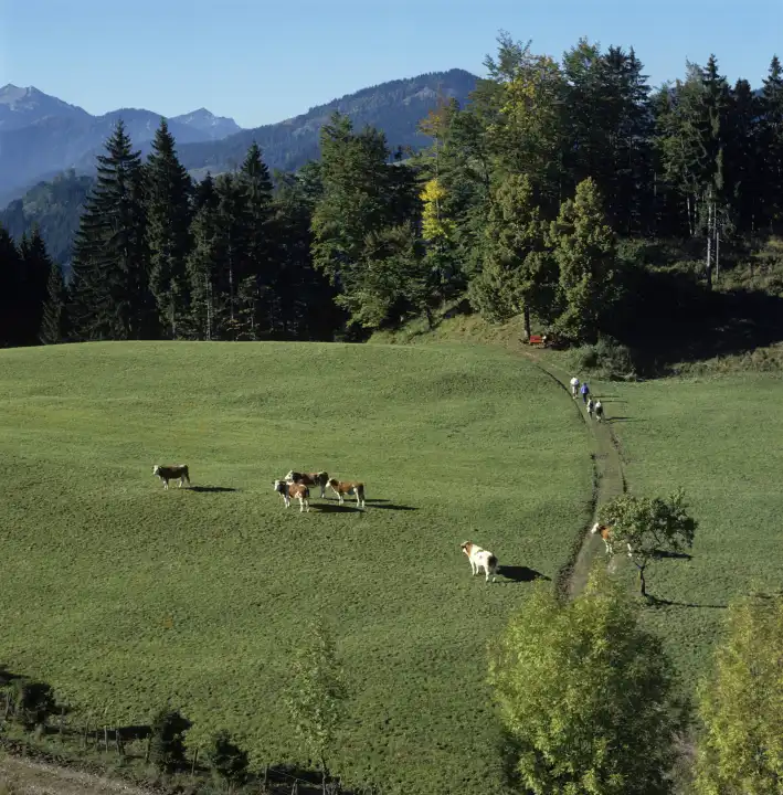 Cow Paddock in the upper bavarian Mountains, Bavaria, Germany