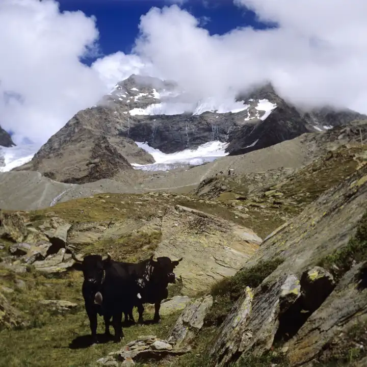 Kühe, Ortler Gruppe, Südtirol, Italien