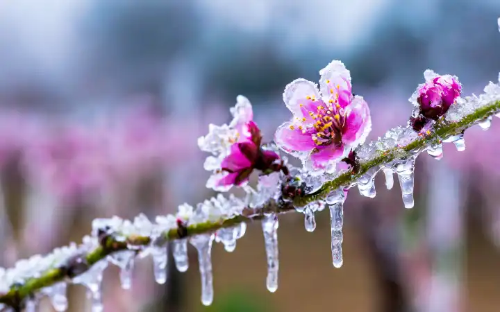 vereiste Obstblüten als Frostschutz vor der Kälte, AI erzeugt