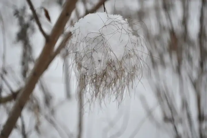Blüte des Perückenstrauchs im Schnee