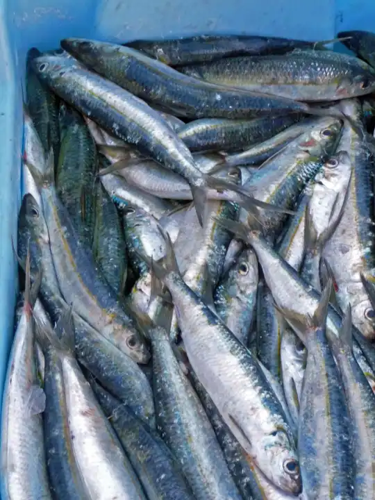 Frischer Fisch auf dem Markt Sardinen