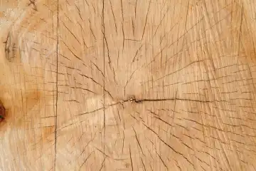 wooden tree cut